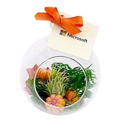 Pumpkin Air Plant Terrarium Kit