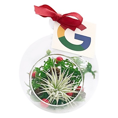 Holiday Air Plant Terrarium Kit