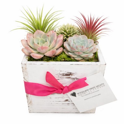 Assorted Succulents and Air Plants in Whitewashed Square Wood Planter