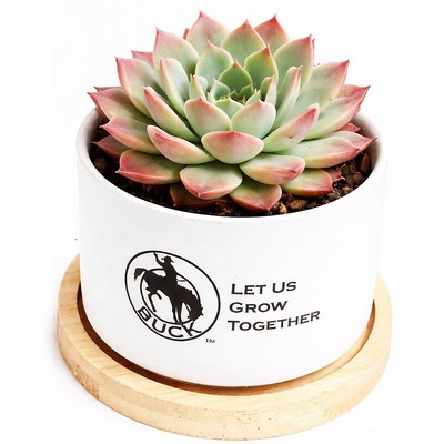 Assorted Succulents in White Ceramic Pot with Bamboo Tray