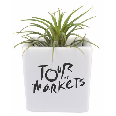Air Plant In Square Ceramic Container