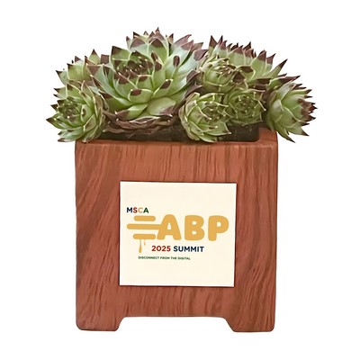 Assorted Succulents in Wood Ceramic Pot